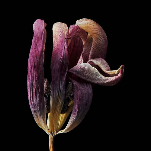gedroogde tulp (tulipa denmark) 2-2012 4901